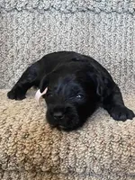 Dolly, a female Miniature Schnauzer for sale in Mcconnelsville, OH – Photo 5 of 8