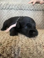 Dolly, a female Miniature Schnauzer for sale in Mcconnelsville, OH – Photo 7 of 8