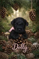 Dolly, a female Miniature Schnauzer for sale in Mcconnelsville, OH – Photo 2 of 8