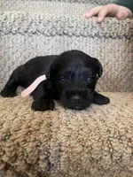 Dolly, a female Miniature Schnauzer for sale in Mcconnelsville, OH – Photo 8 of 8