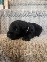 Dolly, a female Miniature Schnauzer for sale in Mcconnelsville, OH – Photo 6 of 8