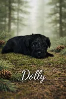 Dolly, a female Miniature Schnauzer for sale in Mcconnelsville, OH – Photo 3 of 8