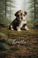 Loretta, a female Miniature Schnauzer for sale in Mcconnelsville, OH – Photo 2 of 7