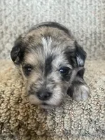 Loretta, a female Miniature Schnauzer for sale in Mcconnelsville, OH – Photo 6 of 7