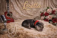 Loretta, a female Miniature Schnauzer for sale in Mcconnelsville, OH – Photo 4 of 7