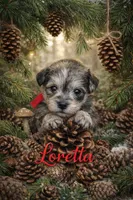 Loretta, a female Miniature Schnauzer for sale in Mcconnelsville, OH – Photo 3 of 7