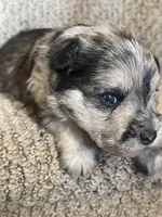 Loretta, a female Miniature Schnauzer for sale in Mcconnelsville, OH – Photo 7 of 7