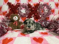 Loretta, a female Miniature Schnauzer for sale in Mcconnelsville, OH – Photo 1 of 7