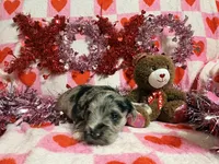Hank, a male Miniature Schnauzer for sale in Mcconnelsville, OH – Photo 1 of 5