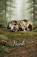 Hank, a male Miniature Schnauzer for sale in Mcconnelsville, OH – Photo 2 of 5