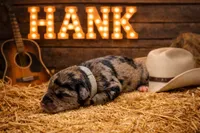 Hank, a male Miniature Schnauzer for sale in Mcconnelsville, OH – Photo 3 of 5