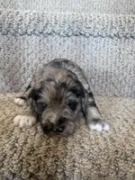 Hank, a male Miniature Schnauzer for sale in Mcconnelsville, OH – Photo 5 of 5