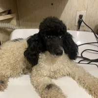 Caleb, a male Poodle - Miniature  for sale in Pelham, NC – Photo 2 of 2