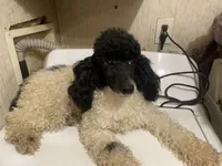 Caleb, a male Poodle - Miniature  for sale in Pelham, NC – Photo 2 of 2