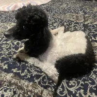 Caleb, a male Poodle - Miniature  for sale in Pelham, NC – Photo 1 of 2