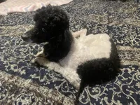 Caleb, a male Poodle - Miniature  for sale in Pelham, NC – Photo 1 of 2