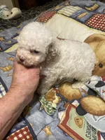 max, a male Poodle - Miniature  for sale in Pelham, NC – 3 of 3