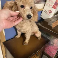 Ginger, a female Poodle - Toy  for sale in Pelham, NC – Photo 1 of 6