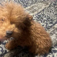 Ginger, a female Poodle - Toy  for sale in Pelham, NC – Photo 4 of 6