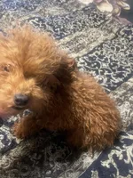 Ginger, a female Poodle - Toy  for sale in Pelham, NC – Photo 4 of 6