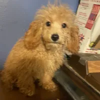 Ginger, a female Poodle - Toy  for sale in Pelham, NC – Photo 6 of 6