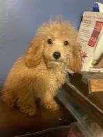 Ginger, a female Poodle - Toy  for sale in Pelham, NC – Photo 6 of 6