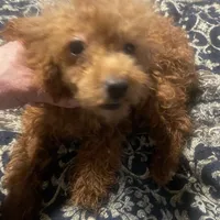 Ginger, a female Poodle - Toy  for sale in Pelham, NC – Photo 3 of 6