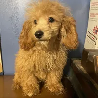 Ginger, a female Poodle - Toy  for sale in Pelham, NC – Photo 5 of 6