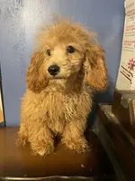 Ginger, a female Poodle - Toy  for sale in Pelham, NC – Photo 5 of 6