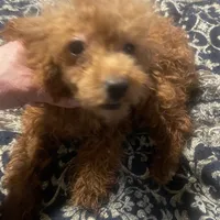 Ginger, a female Poodle - Toy  for sale in Pelham, NC – Photo 2 of 6