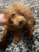 Ginger, a female Poodle - Toy  for sale in Pelham, NC – Photo 2 of 6