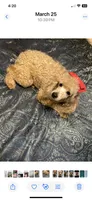 casey, a male Poodle - Miniature  for sale in Pelham, NC – 2 of 3
