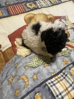 ava, a female Poodle - Miniature  for sale in Pelham, NC – 2 of 2