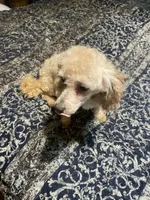 Little man, a male Poodle - Toy  for sale in Pelham, NC – 4 of 6