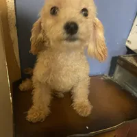 Little man, a male Poodle - Toy  for sale in Pelham, NC – Photo 2 of 3