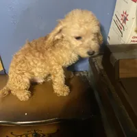 Little man, a male Poodle - Toy  for sale in Pelham, NC – Photo 3 of 3