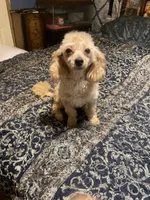 Little man, a male Poodle - Toy  for sale in Pelham, NC – 6 of 6