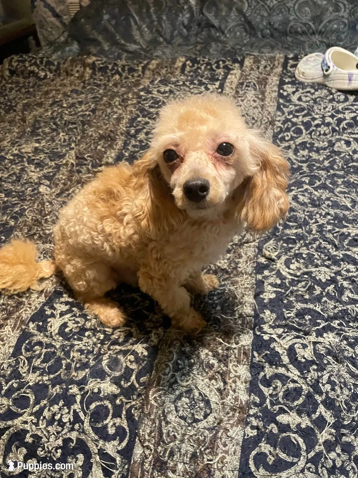 Little man, a male Poodle - Toy  for sale in Pelham, NC – 5 of 6