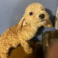 Little man, a male Poodle - Toy  for sale in Pelham, NC – Photo 1 of 3