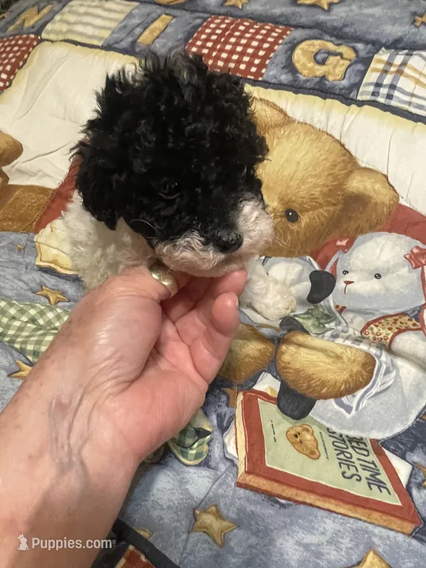 ava – Poodle - Miniature  puppy for sale in Pelham, NC