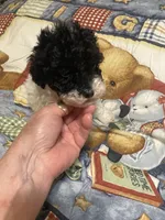 ava, a female Poodle - Miniature  for sale in Pelham, NC – 1 of 2