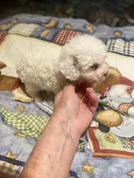 max, a male Poodle - Miniature  for sale in Pelham, NC – 2 of 3