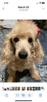 casey, a male Poodle - Miniature  for sale in Pelham, NC – 1 of 3