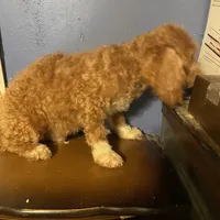 Blaze, a male Poodle - Miniature  for sale in Pelham, NC – Photo 1 of 2