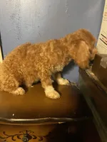 Blaze, a male Poodle - Miniature  for sale in Pelham, NC – Photo 1 of 2