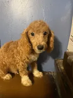 Blaze, a male Poodle - Miniature  for sale in Pelham, NC – Photo 2 of 2