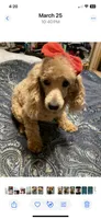 casey, a male Poodle - Miniature  for sale in Pelham, NC – 3 of 3