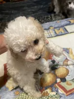 cody, a male Poodle - Miniature  for sale in Pelham, NC – 3 of 3