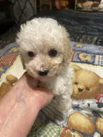 cody, a male Poodle - Miniature  for sale in Pelham, NC – 1 of 3