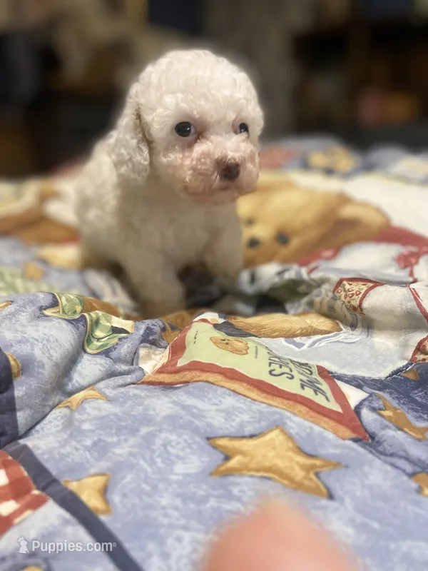 max – Poodle - Miniature  puppy for sale in Pelham, NC